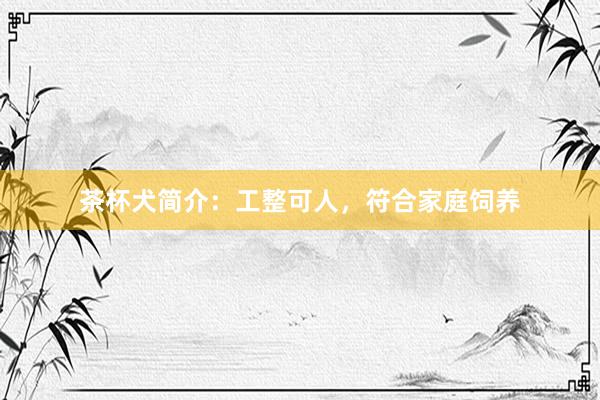 茶杯犬简介：工整可人，符合家庭饲养